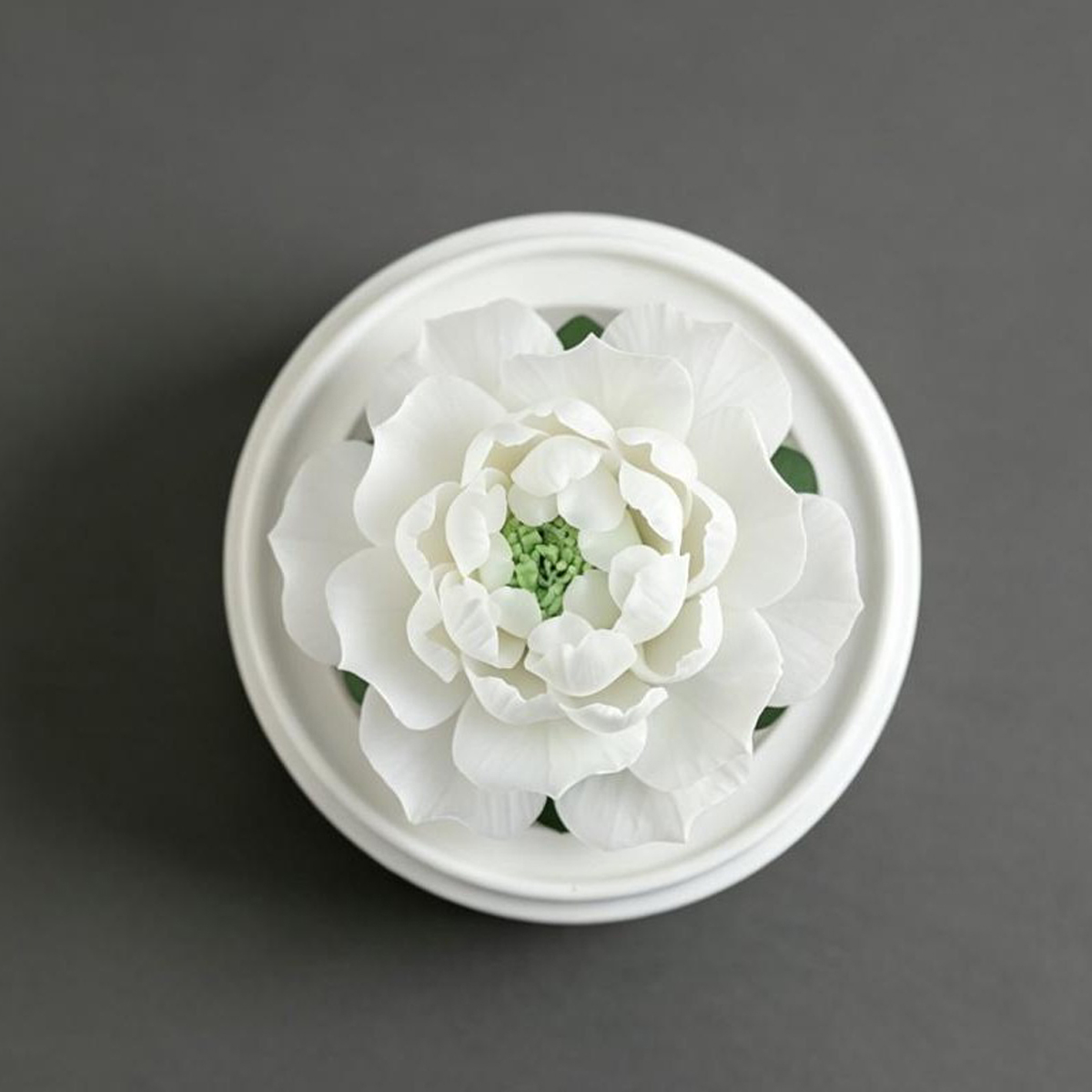 Bluebell(Tiger-head Jasmine)